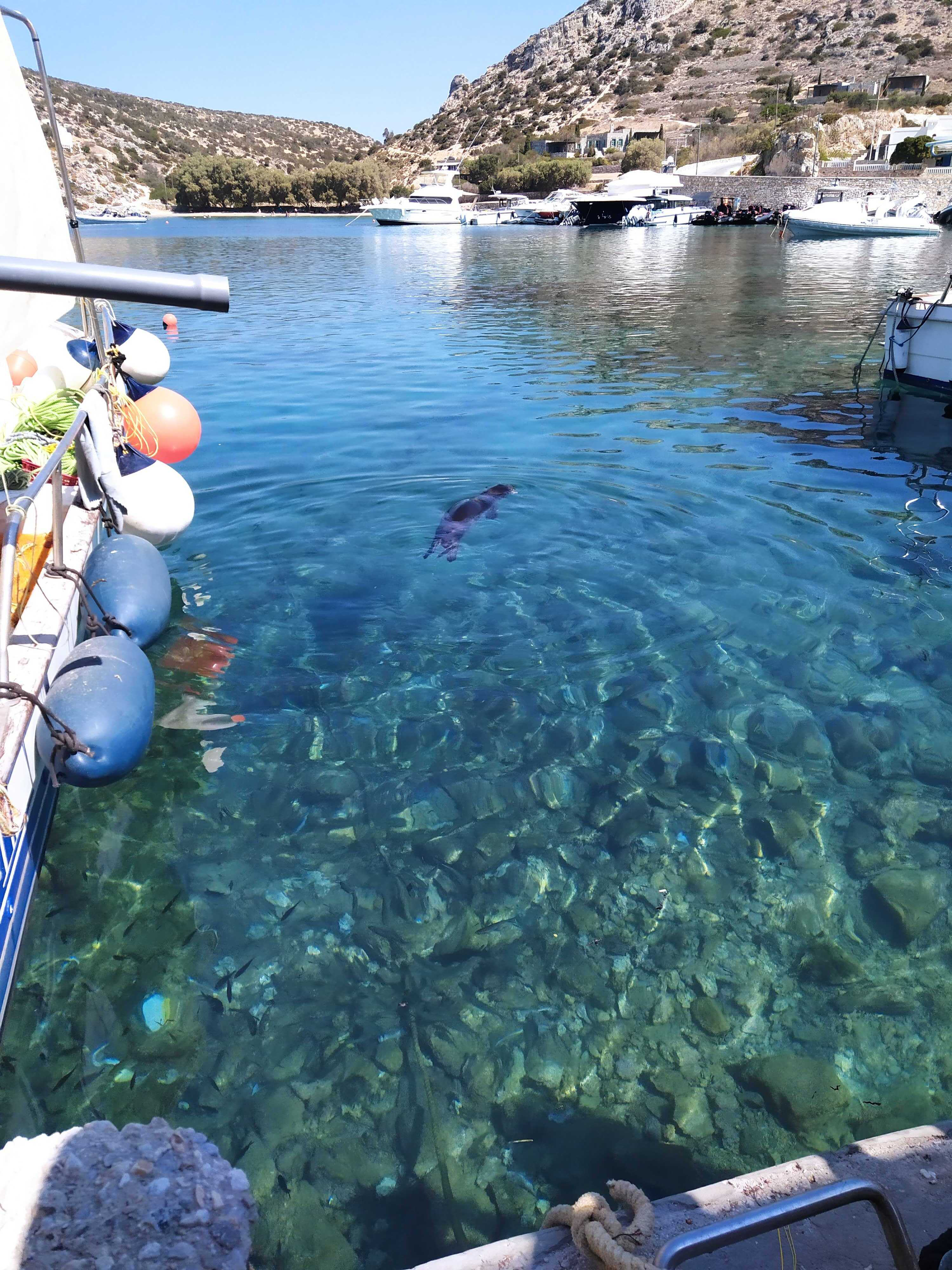 There is a seal swimming in the clear waters of the harbor close to a boat